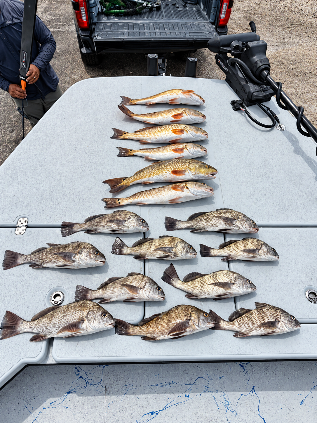 Redfish and black drum laid out on the deck